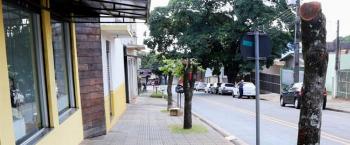 Poda radical de árvores gera multa de R$ 3 mil a proprietário de imóvel 