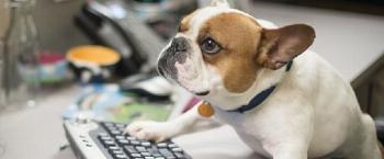 Para 91% dos gestores em RH, animais no trabalho intensificam lealdade de funcionários 
