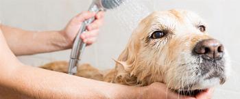 Cinco dicas sobre banhos em cães nos dias mais frios 
