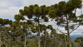 Extinção é ameaça constante para Floresta com Araucárias 