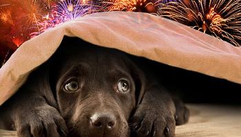 Copa do Mundo: como proteger seu pet dos fogos de artifícios 