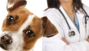 O que você precisa saber sobre castração e emergência animal 
