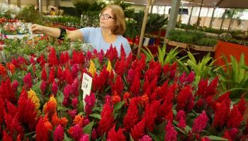 Feira prossegue até dia 20 com reposição de flores a cada dois dias 