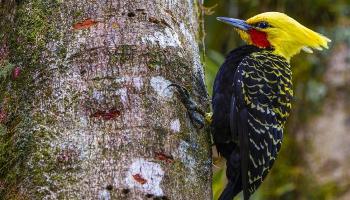 Abertas inscrições para observação de aves no Parque Ingá 