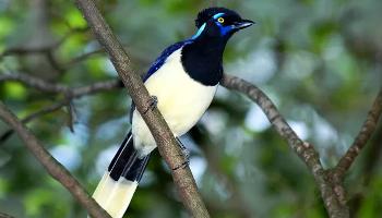 Abertas inscrições para observação de aves no Parque Ingá 
