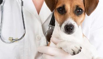 Leishmaniose Visceral Canina avança em áreas urbanas 