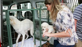Em um ano, Prefeitura aplica R$ 22,5 mil em multas por maus-tratos a animais 
