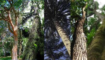 Dia da Árvore: Veja 7 espécies brasileiras ameaçadas de extinção 