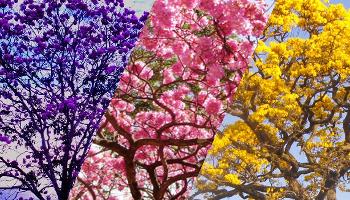 A florada do ipê e a rede social secreta da natureza 