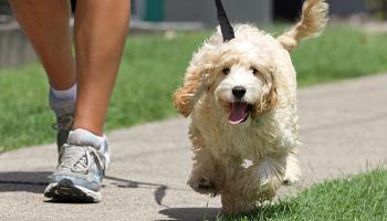 Veja 4 dicas essenciais para cuidar do cachorro no verão 