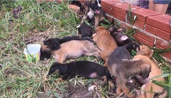 Sema alerta para o aumento de abandono de animais durante férias 