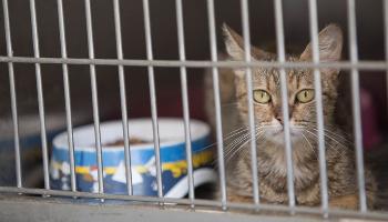 Castrações garantem saúde e controle populacional de animais de rua 