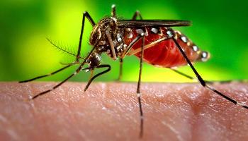Combate ao Aedes Aegypti: prevenção e controle da Dengue, Chikungunya e Zika 