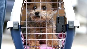 Descubra o que é preciso para viajar com seu bichinho de estimação 