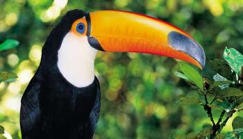 Biodiversidade de árvores reúne inúmeras espécies de aves na instituição 
