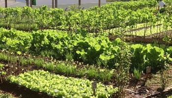 Prefeitura realiza capacitação para agricultores das hortas comunitárias 