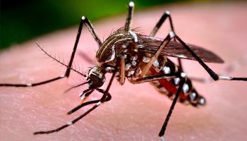 Boletim mostra mais cinco municípios com casos de dengue 
