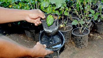 Verão é período de cuidado e combate ao mosquito Aedes 