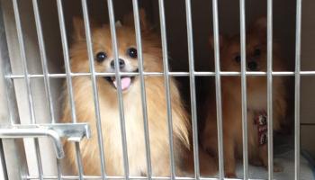 Criação e venda irregular de animais gera multa de R$ 2 mil 