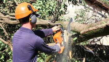 Poda e remoção de árvores e varrição serão intensificadas 