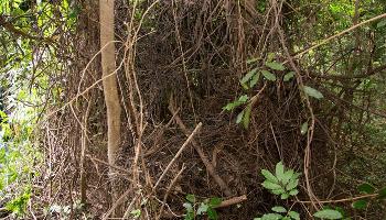 Manejo de cipós preserva mata nativa nos parques 