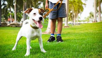 Veja alguns cuidados ao passear com o cachorro no verão 