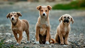 Pet shops poderão colaborar na doação de animais 