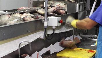 Líder na produção de pescados, Paraná prevê crescimento de 20% 