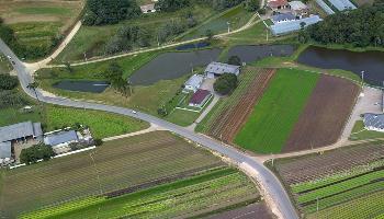 Produção de hortaliças cresce 80% em dez anos no Paraná Produção de hortaliças cresce 80% em dez anos no Paraná
