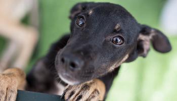 Convênio vai ampliar pontos de adoção de animais 
