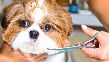 Por que é importante manter a tosa higiênica dos cachorros no período de frio? 