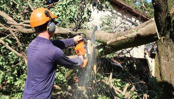 Reforço no serviço agiliza poda e corte de árvores 