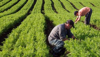 Curso gratuito orienta internautas sobre compras da agricultura familiar Curso gratuito orienta internautas sobre compras da agricultura familiar
