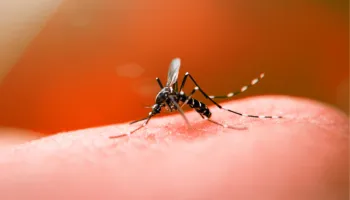 UEM e Secretaria de Saúde desenvolvem ferramenta que auxilia no combate à dengue 
