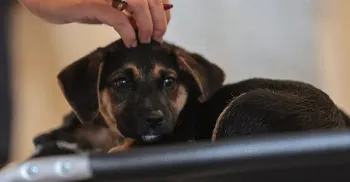 Lei que define guarda compartilhada de pets é publicada; veja detalhes 