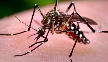 Paraná está em estado de alerta por epidemia de dengue 