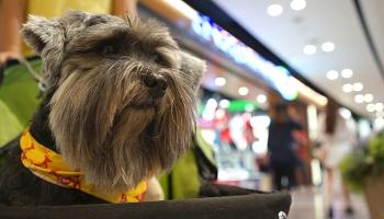 Shopping inaugura espaço exclusivo para pequenos animais nesta quarta-feira (12) 