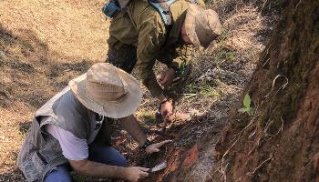 Instituição colabora na descoberta de 1º dinossauro do Paraná 