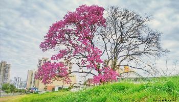 Abertas as inscrições para concurso fotográfico "As Árvores do Passeio Público"