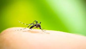Prevenção contra a dengue deve continuar no inverno 