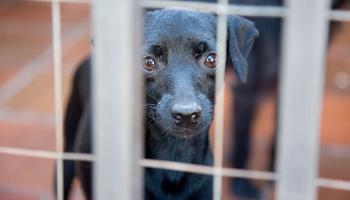 Denúncias de maus-tratos a animais crescem 48,7% em Maringá. 