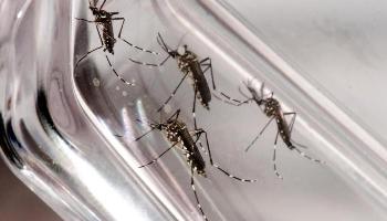 Casos de dengue aumentam mesmo com dias mais frios 
