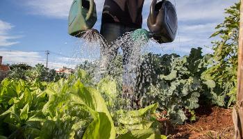 Hortas comunitárias geram renda e sustentabilidade em Maringá