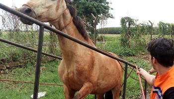 Maringá oferece serviço de  resgate a animais de grande porte 