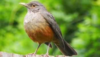 Evento de observação de pássaros apresenta aves do Parque do Ingá ao público 