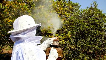 Com a chegada da primavera, casos de retirada de abelhas aumentam na cidade Com a chegada da primavera, casos de retirada de abelhas aumentam na cidade