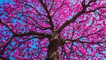 Fotografias dos ipês de Maringá podem concorrer ao concurso na Câmara 