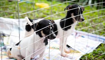 Lei contra maus tratos aos animais comemora 2 anos, confira as ações realizadas 