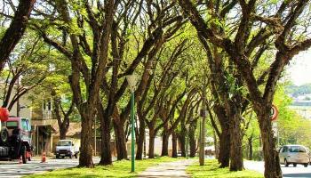 É apresentada em audiência pública o Plano Municipal de Arborização Urbana 