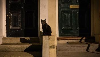 Supersticiosos e amantes dos animais temem a chegada da Sexta 13 